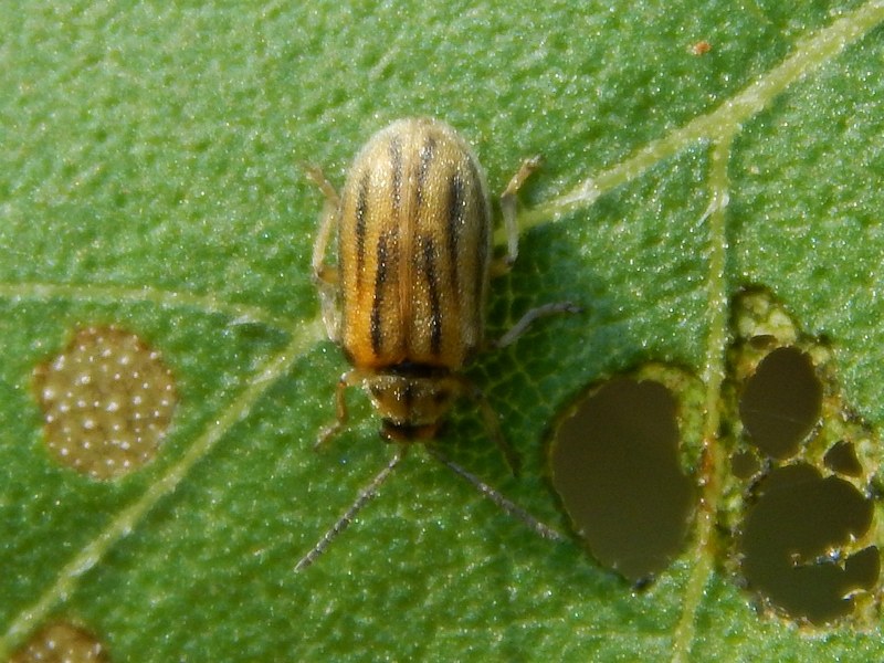 Serie di Chrysomelidae del Parco del Ticino